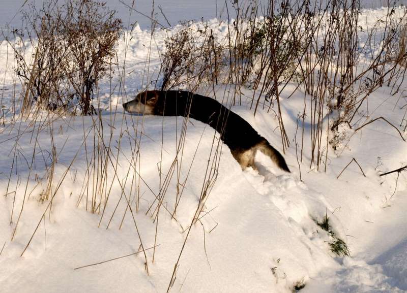 Nie łatwo być psem